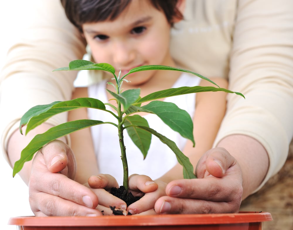 Fun Ways You Can Reuse Toilet Paper Rolls in the Garden